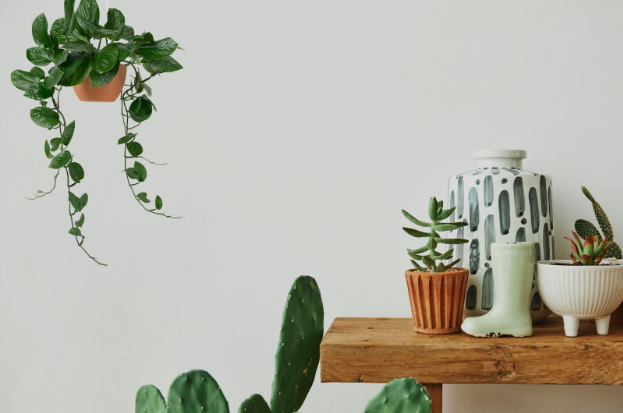 Plants for home interiors